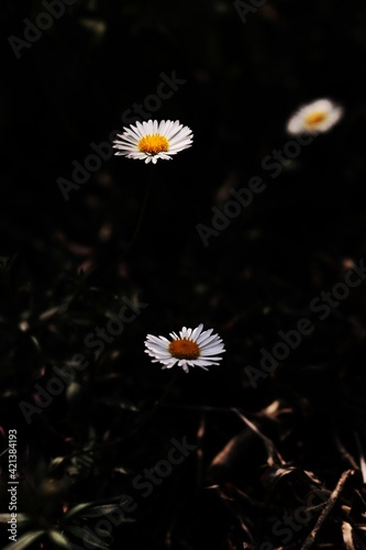 dark flower