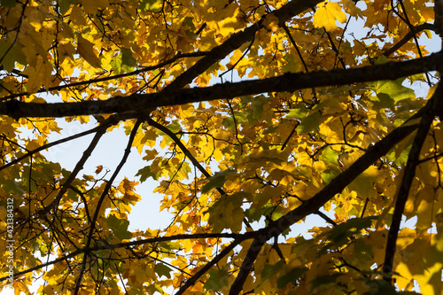maple foliage in the autumn season