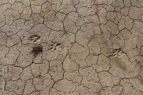 Footprints in the Desert