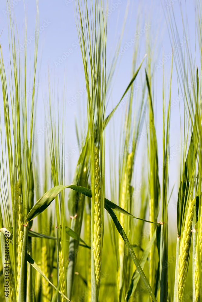 Obraz premium agricultural field where green barley grows