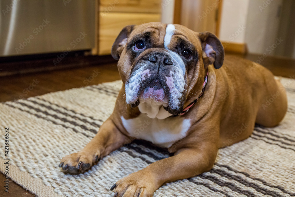 Tessa, the English Bulldog on a 'down' and 'stay' command, hopeful of a treat. 