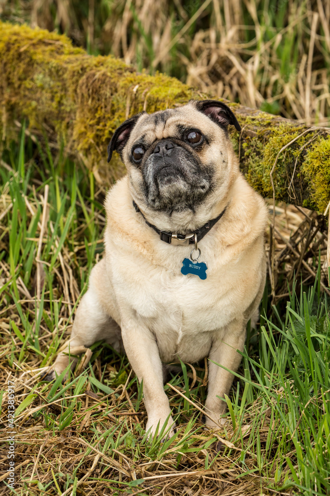 Redmond, Washington State, USA. Fawn-colored Pug posing by a moss-covered fence in Marymoor Park. Redmond, Washington State, USA. Fawn-colored Pug posing by a moss-covered fence in Marymoor Park.