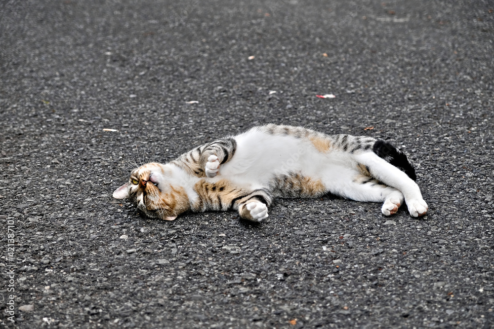 Stray cat on asphalt pavement , relaxed and playful, with funny face expression. Stray cat on asphalt pavement , relaxed and playful, with funny face expression.