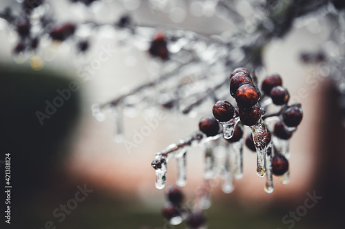 Canvas-taulu Berries Coated In A Layer Of Ice