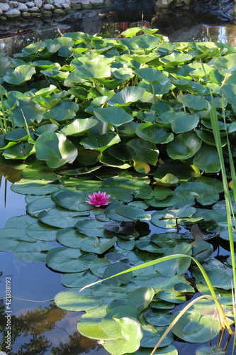 Occitanie - Roussillon - Thuir - Parc Mitterand - Nénuphar