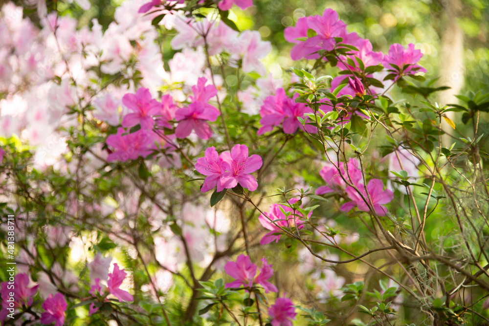 Azaleas blooming in the sunshine in a Florida State Park