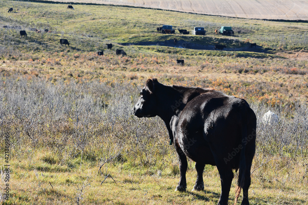 Black cow in a sunny fall pasture field