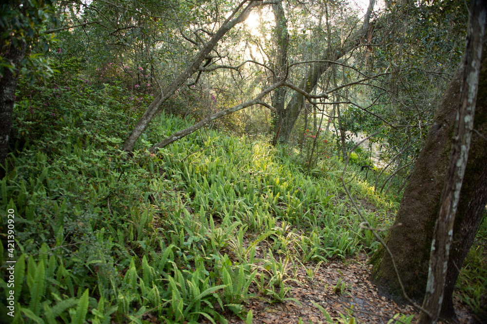 Ferns on side of trail in Ravine Gardens State Park Ferns on side of trail in Ravine Gardens State Park