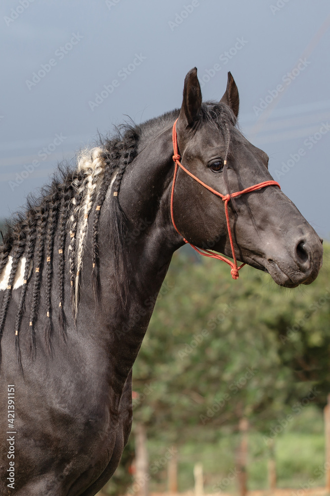 Pampa horse in black. Beautiful specimen of black horse with white spots.  Horse with black and white mane braided. Stock Photo | Adobe Stock