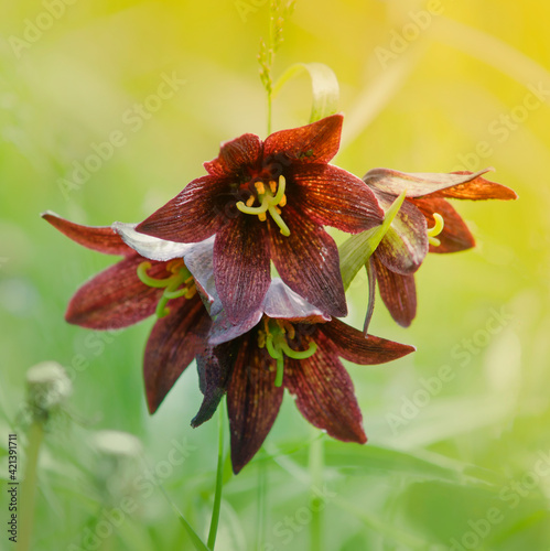 Multiple Chocolate Lily Flowers