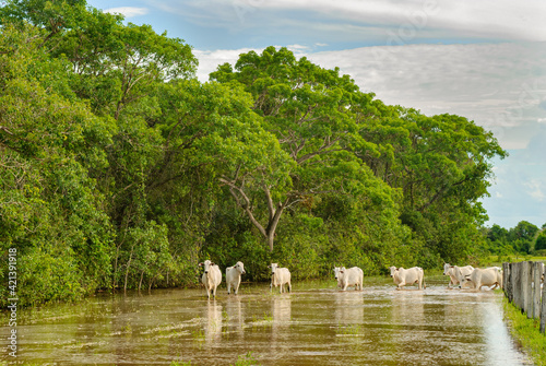 Photos Cattle crossing a flooded area in the Mato Grosso wetland, Pocone, Mato Grosso, Brazil on November 25, 2007