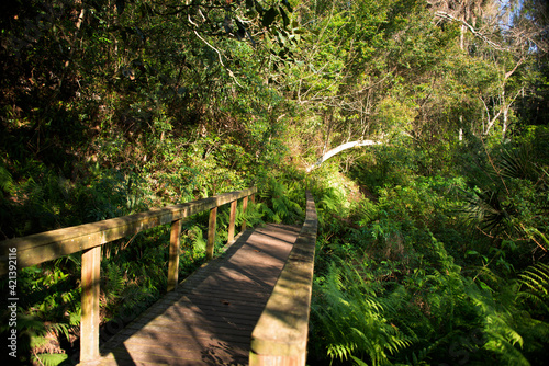 Wooden bridge along trail in Ravine Gardens State Park photo