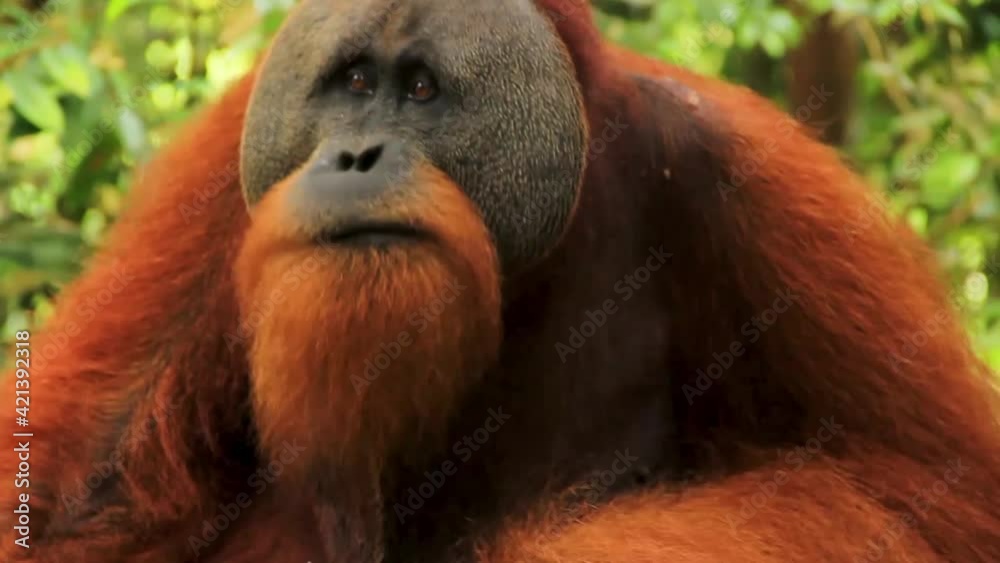 Portrait of Male Sumatran Orangutan munching and chewing fruit amidst Sumatran Forest, Indonesia - Close up shot portrait Portrait of Male Sumatran Orangutan munching and chewing fruit amidst Sumatran Forest, Indonesia - Close up shot portrait