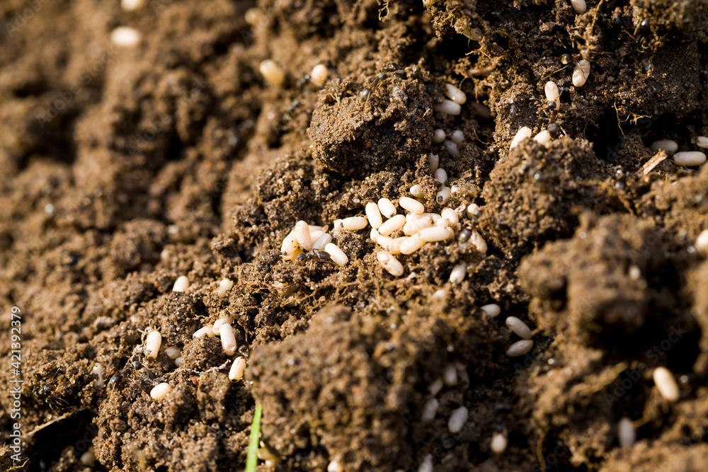 ants crawling on the sand ants crawling on the sand