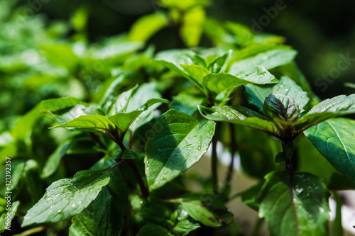 Growing basil at home. Plants close up © thomsond