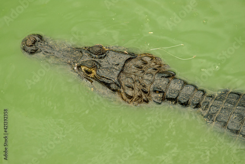 Alligator in the water in the Mato Grosso wetland  Pocone  Mato Grosso  Brazil on November 24  2007.