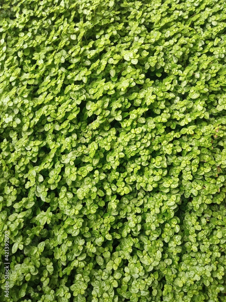 Hojas verdes pequeñas Hojas verdes pequeñas