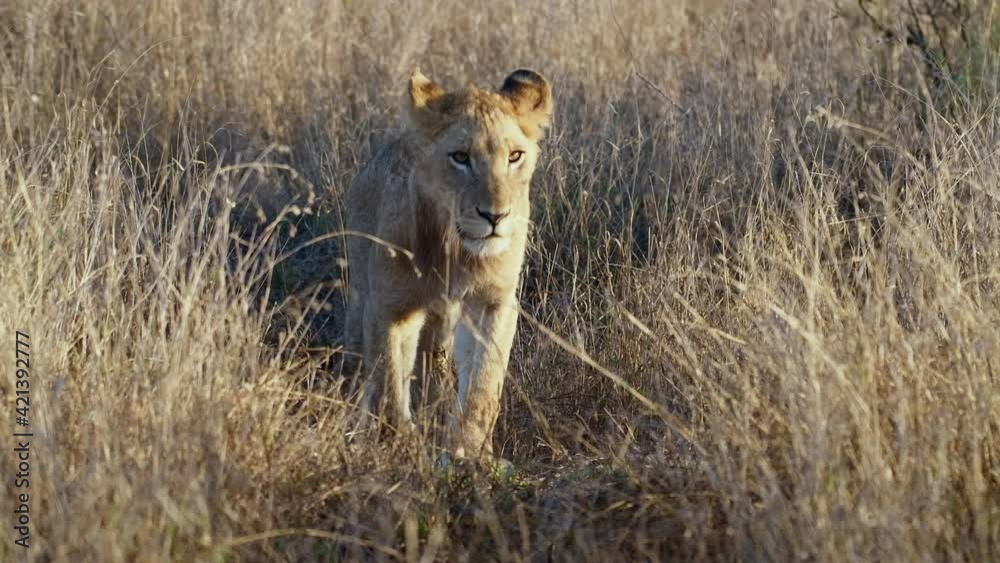 Stunning slow motion of two lion cubs walking through the dry grass towards the camera, Kruger National Park. Stunning slow motion of two lion cubs walking through the dry grass towards the camera, Kruger National Park.