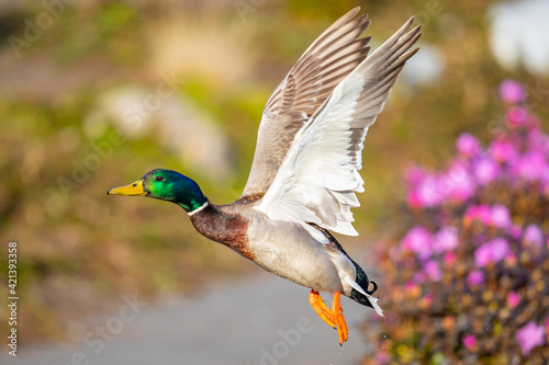 Iridescent Drake Mallard Duck Gains Altitude Over Flowering Shrubs in Spring