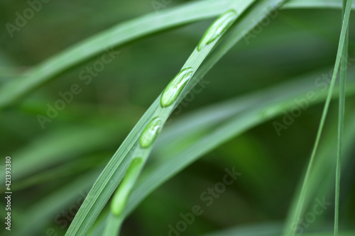 Water droplets on plant leaves