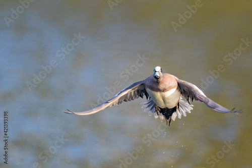 Beautiful Drake Wigeon Duck Gains Altitude After Jump Off a Pond photo