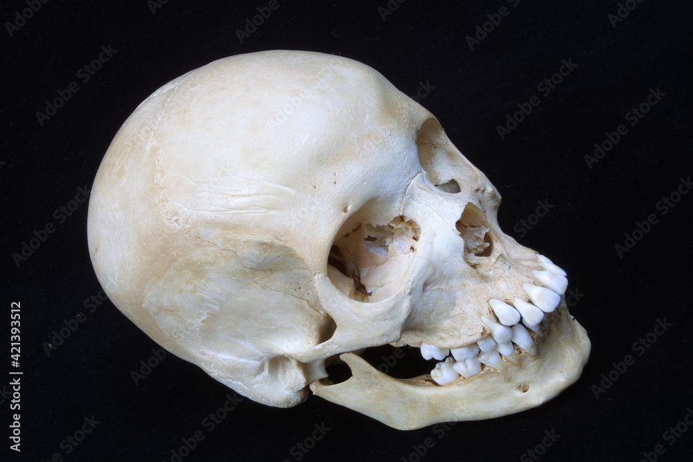 Naklejka premium Skeleton head on dark background