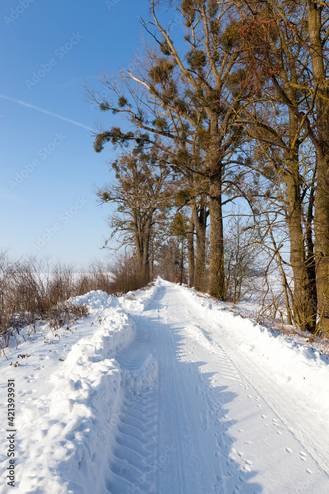 Obraz premium frosty winter after snowfall with bare deciduous trees