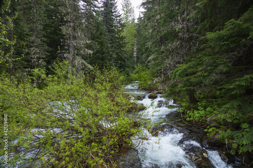 Mountain Stream in Montana