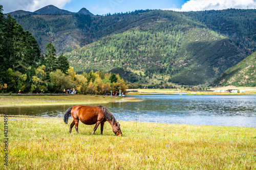 Wild horse graze on the shore of Shudu lake in Potatso national park Shangri-La Yunnan China