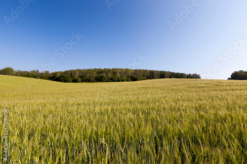 an agricultural field sown with unripe wheat cereals