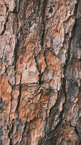 vibrant bark of a tree