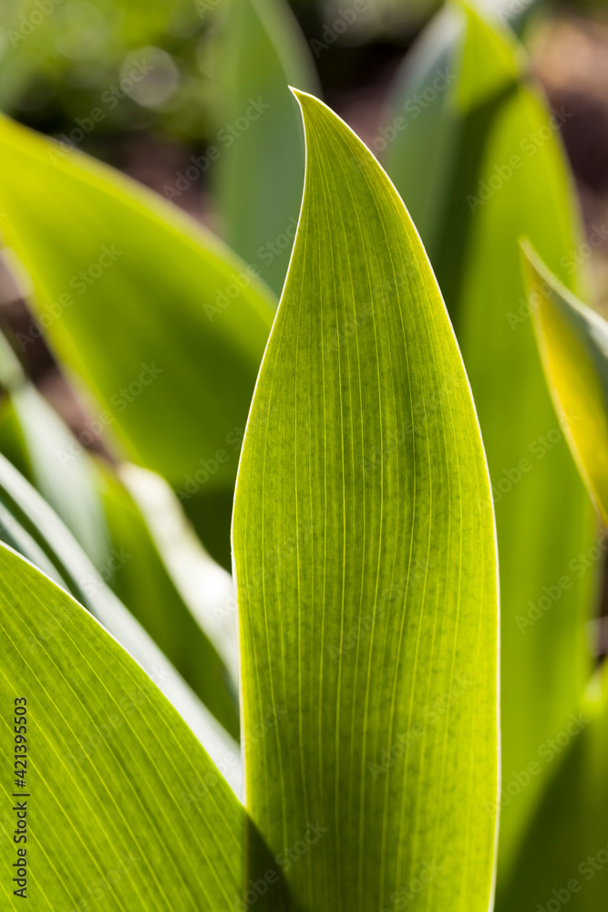 Obraz premium green grass in summer