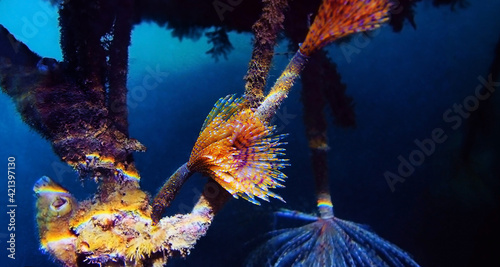 Mediterranean fanworm - Sabella spallanzanii photo