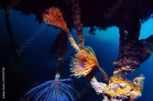 Mediterranean fanworm - Sabella spallanzanii photo