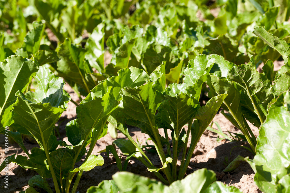 Fototapeta premium sugar beet in the agricultural field