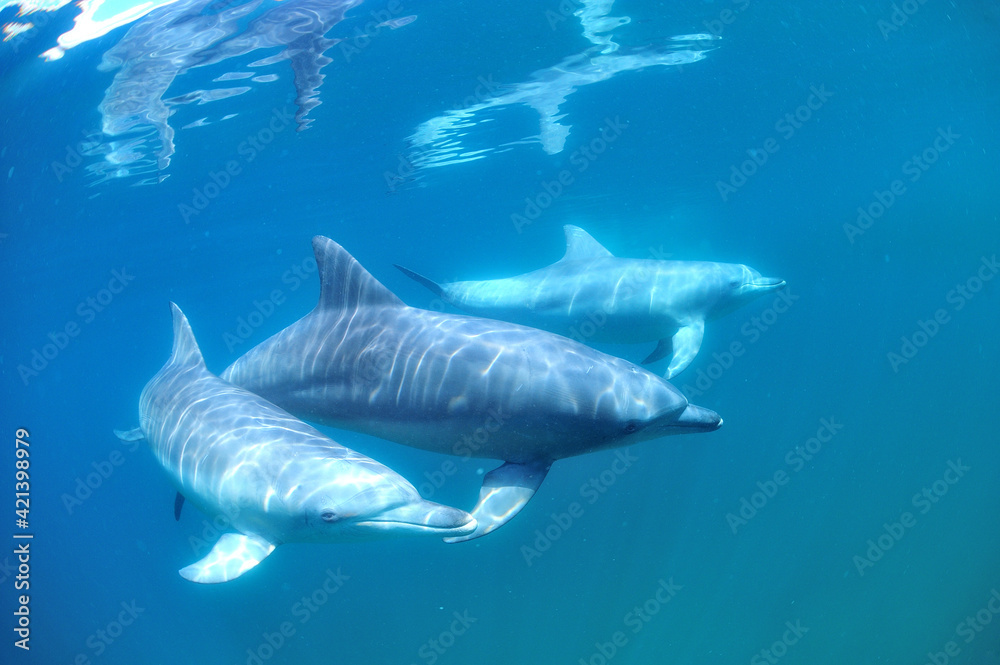 Fototapeta premium 日本海、能登島のイルカの家族