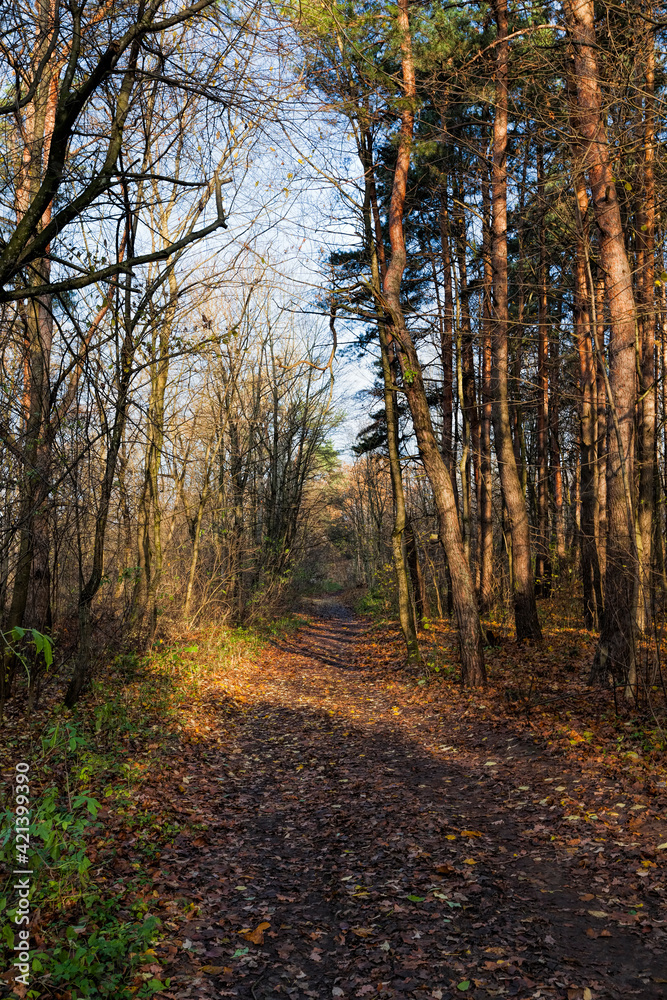 deciduous trees in the autumn season