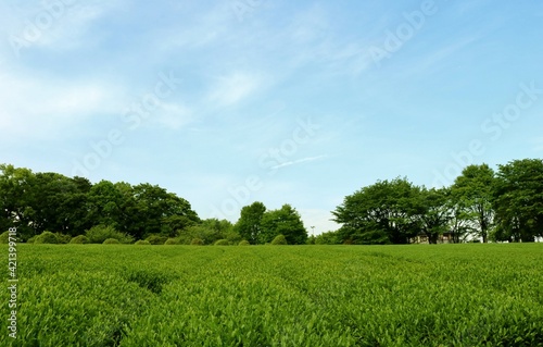 茶畑 五月 新緑 風景