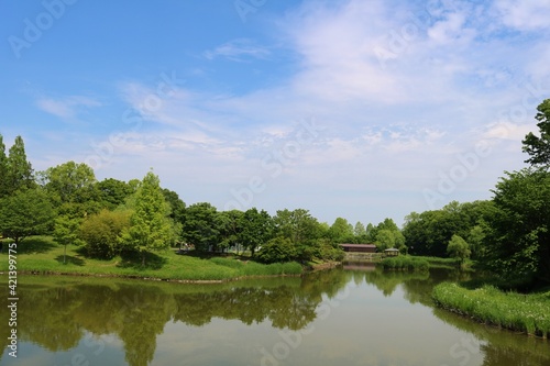 爽やかな緑 風景