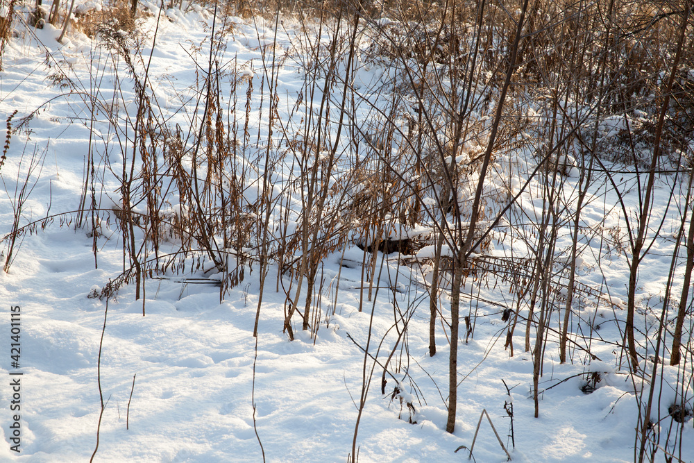 winter cold weather after the snowfall with plants winter cold weather after the snowfall with plants