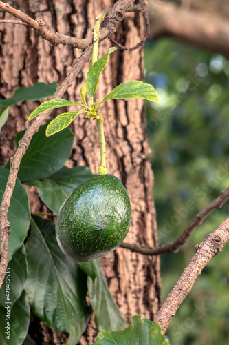 Selective focus of avocado fruit with rough trunk tree in Brazil, this is brazilian tropical fruit
