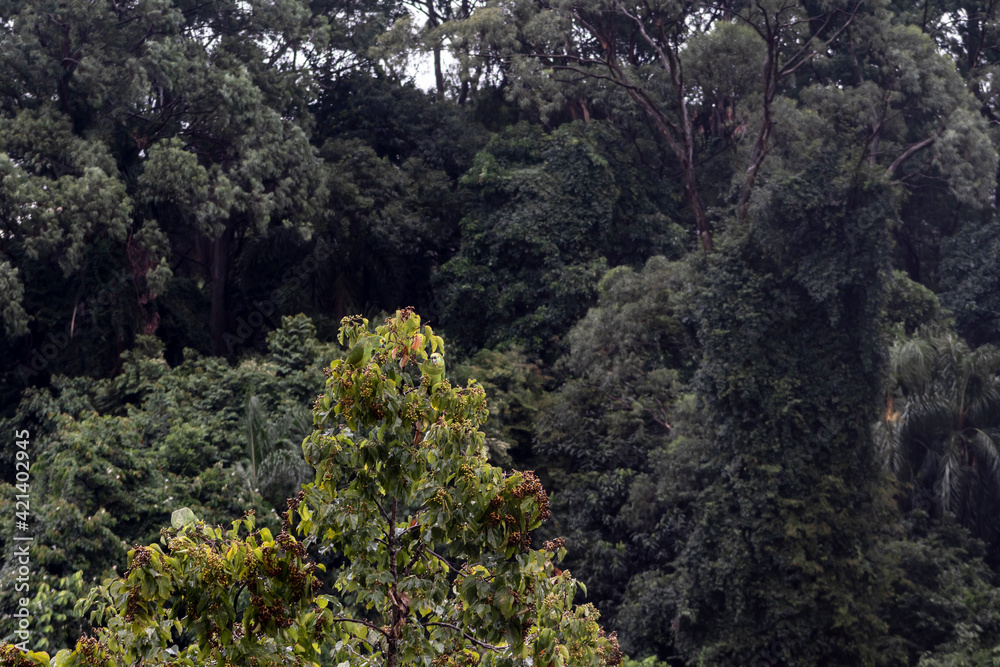 True parrot (Amazona aestiva) feeds perched on a fruit tree from the Atlantic Forest in the State of São Paulo, Brazil