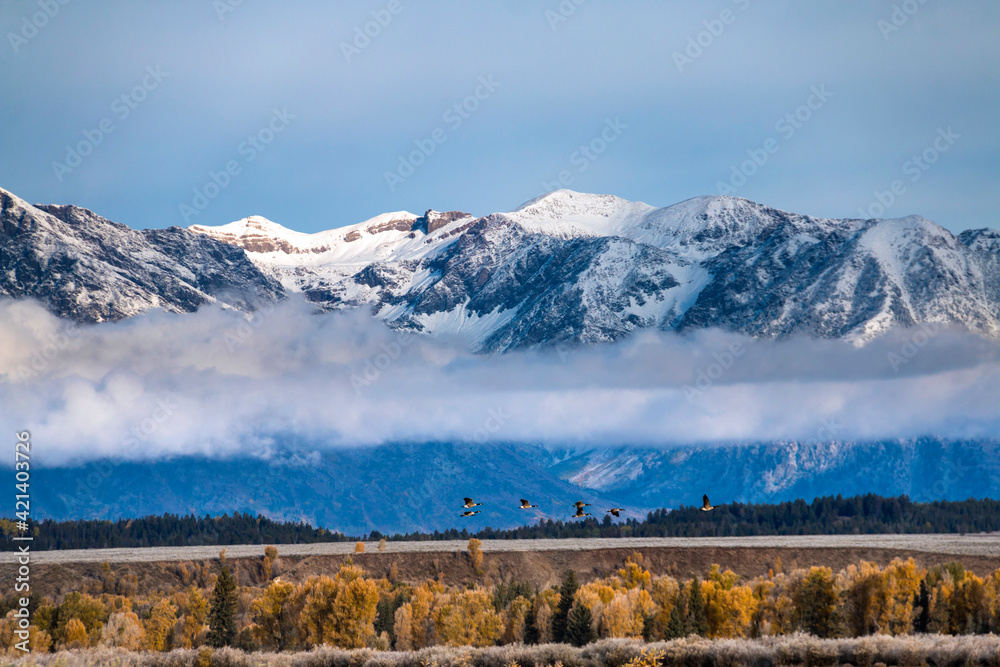 flock of ducks flying across the snow capped mountains in Grand Teton national Park in Wyoming