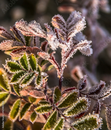close up of a plant covered in frost