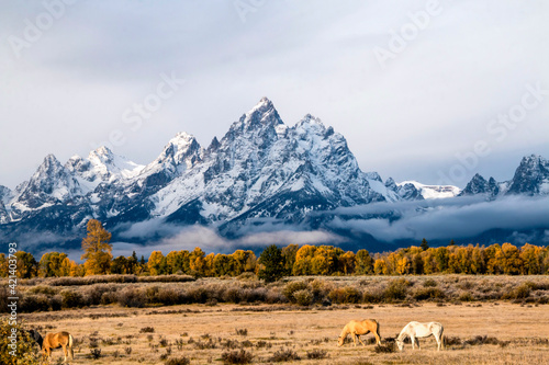 dramatic fall landscape with horses and peak autumn foliage of trees in Grand Teton against the snow capped Teton  mountain in Jackson Hole, Wyoming.