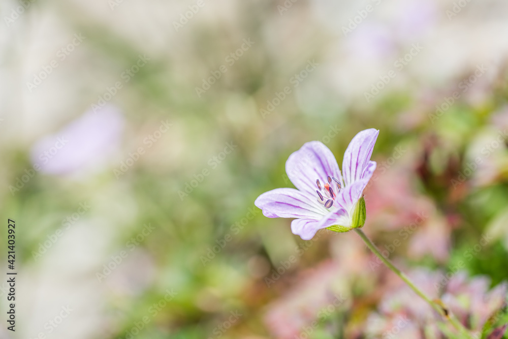 native species of Single Flower Cranesbill native species of Single Flower Cranesbill