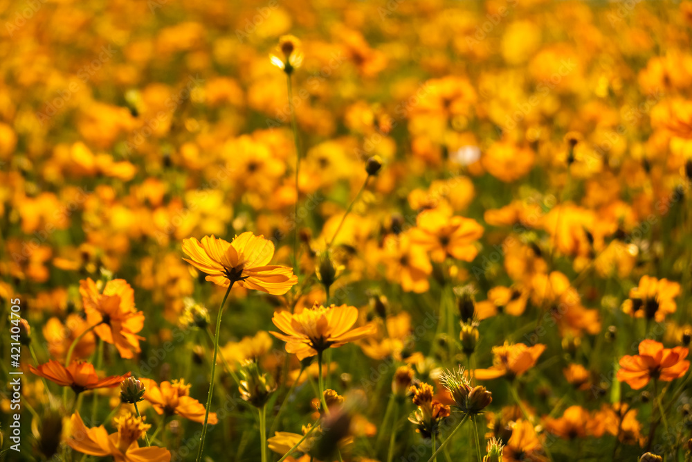 colorful cosmos flowers farm