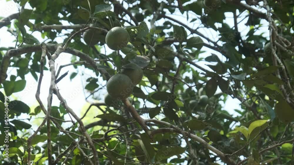 Nutmeg tree with green fruits and leaves. Ripe and unripe organic