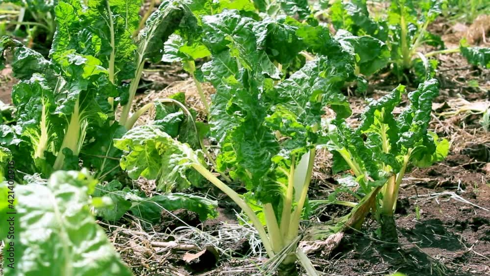 custom made wallpaper toronto digitalAfrica kenya-Green bio organic low waste smart agriculture - A mango seedling in a home garden, indoor farming kenya Africa during covid 2020-2021 social distancing 2020 new year 2021.