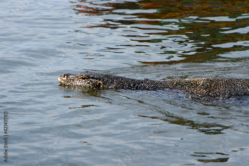 Water monitor lizard swimming in Maduwa River (Madu Ganga), Sri Lanka photo